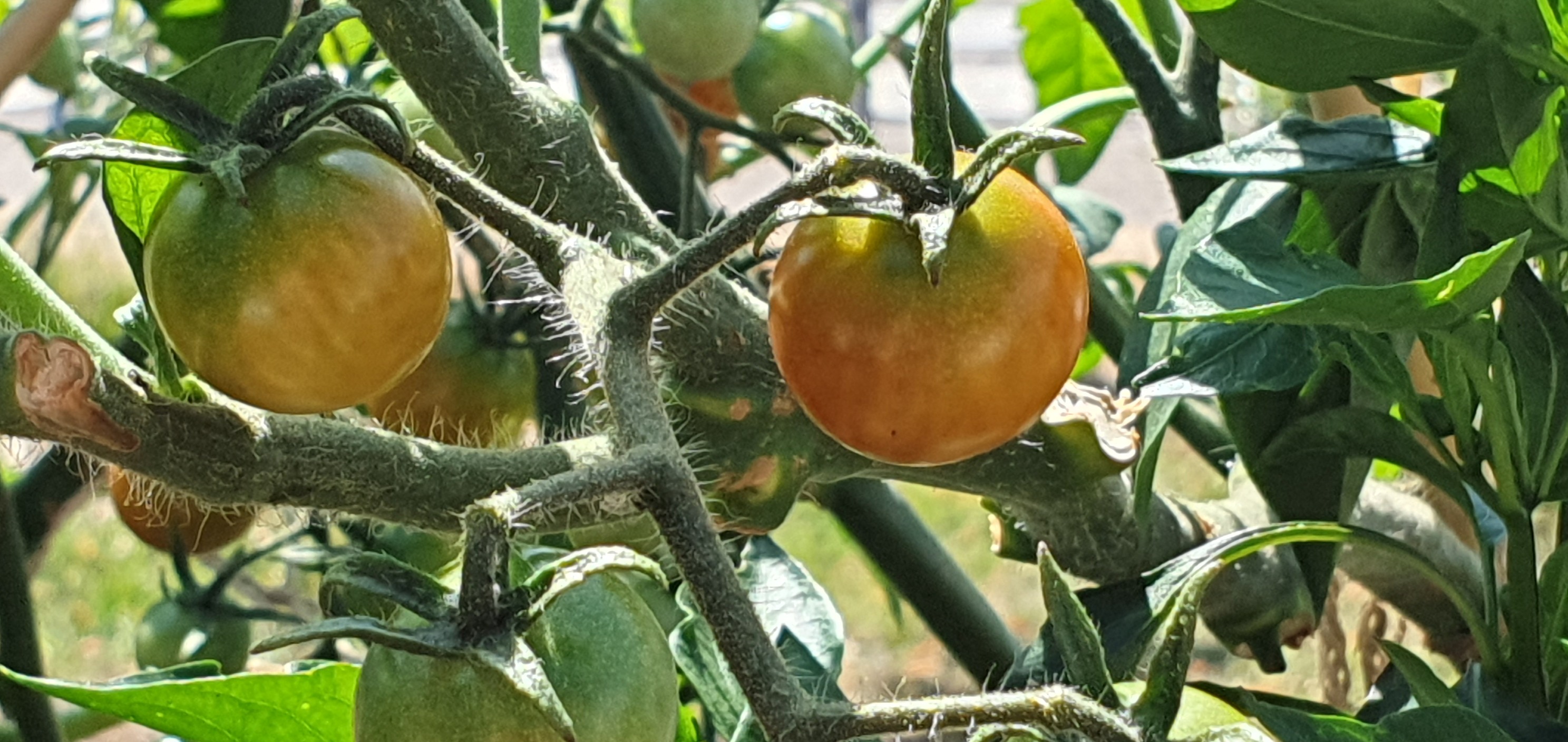 Le jardin partagé de la Résidence Ambroise Croizat à Blénod les Pont à Mousson