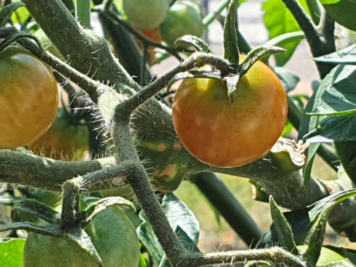 Le jardin partagé de la Résidence Ambroise Croizat à Blénod les Pont à&nbsp;Mousson